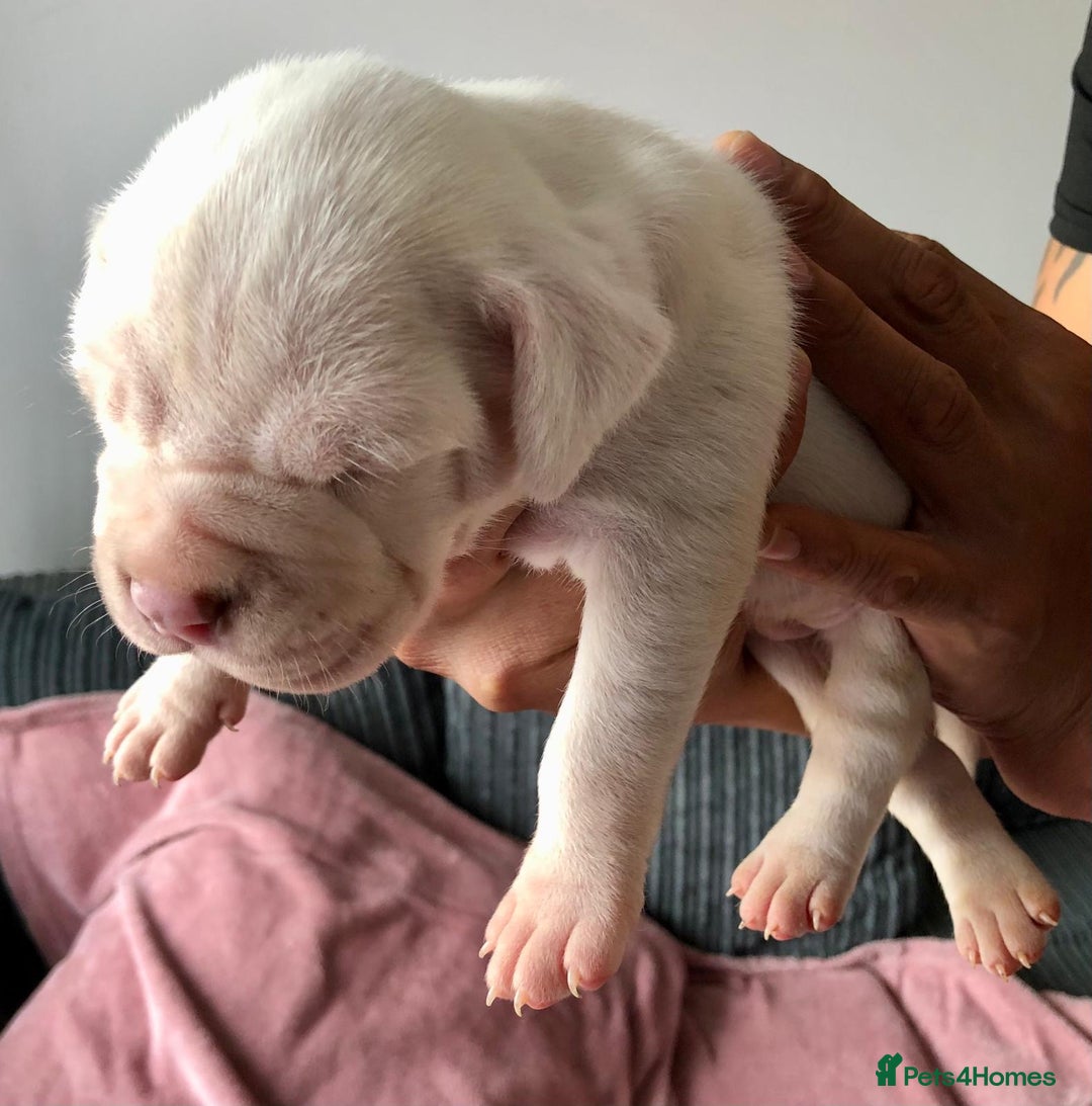 Mixed Breed dogs for sale: American bulldogs  - Image 12