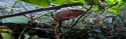 Chameleon reptiles for sale: Panther Chameleon and full set up - Advert 2