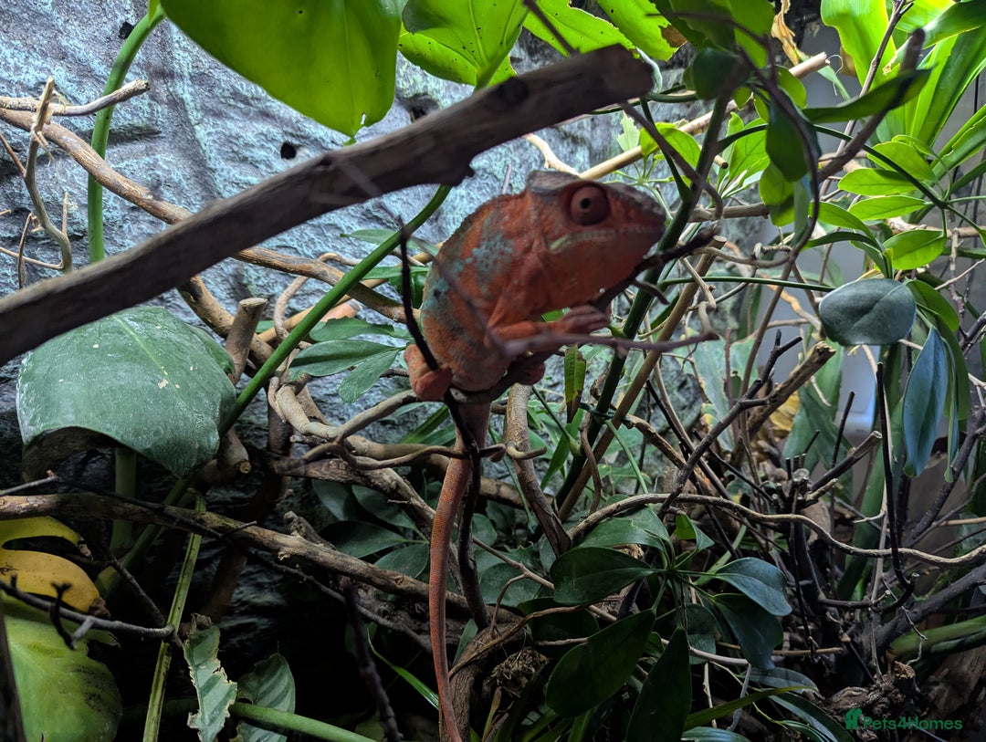 Chameleon reptiles for sale: Panther Chameleon and full set up - Advert 2