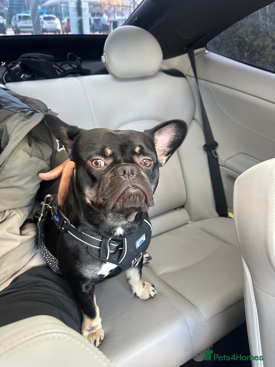 Mixed Breed dogs for sale: French bulldog x staff - Image 2