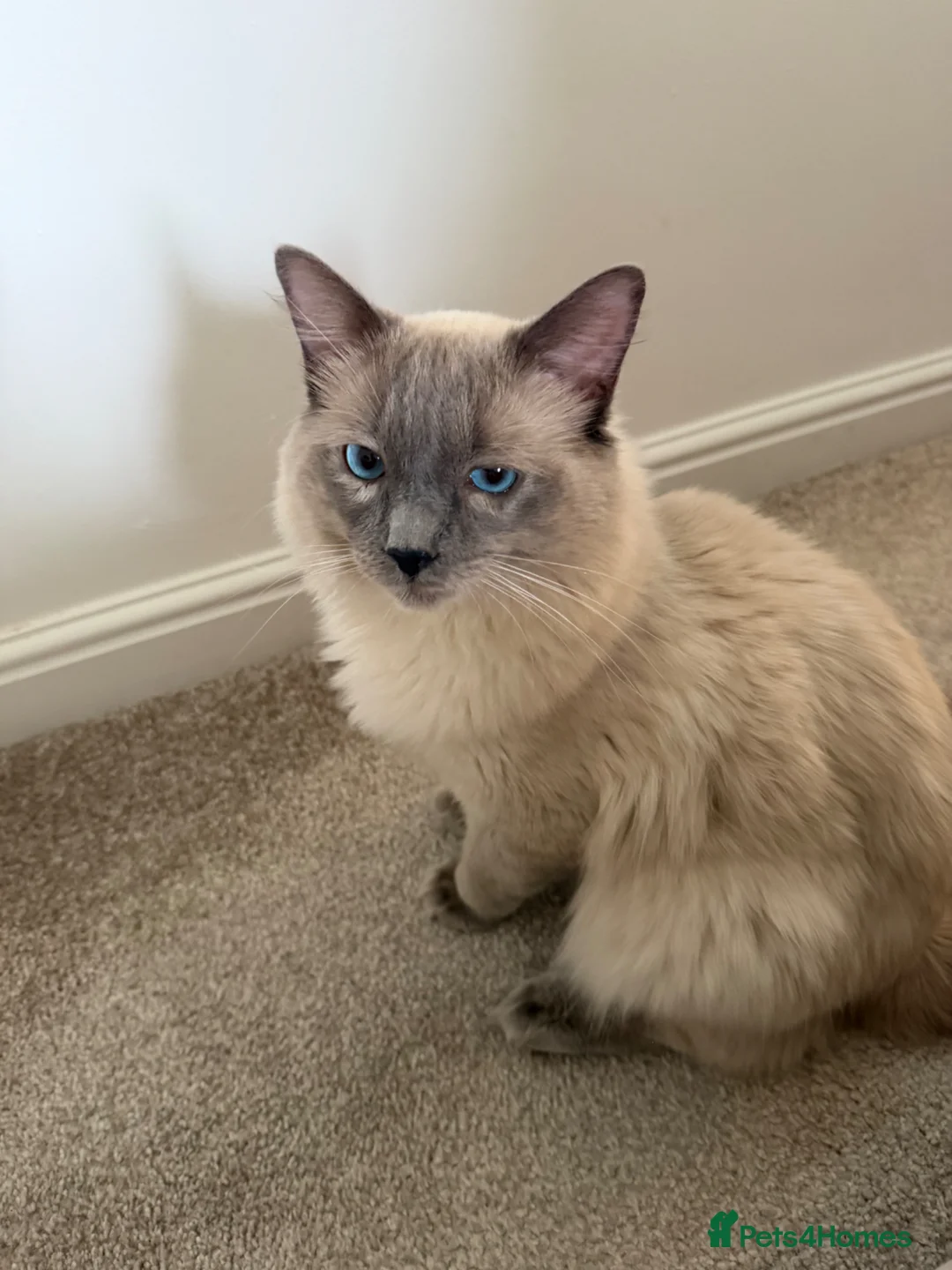 Ragdoll cats for stud: Ragdoll stud  - Advert 1