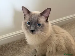 Ragdoll cats Ragdoll stud - Advert 6