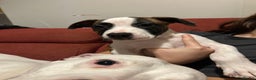 Mixed Breed dogs for sale: American bulldog x staffy - Advert 2