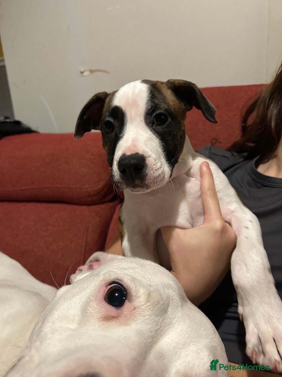 Mixed Breed dogs for sale: American bulldog x staffy - Advert 2