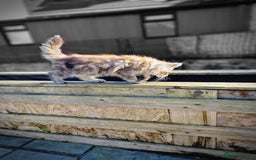 Maine Coon cats for sale: Beautiful male maine coon  - Image 13