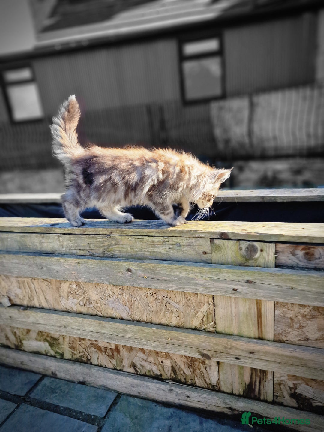 Maine Coon cats for sale: Beautiful male maine coon  - Image 13