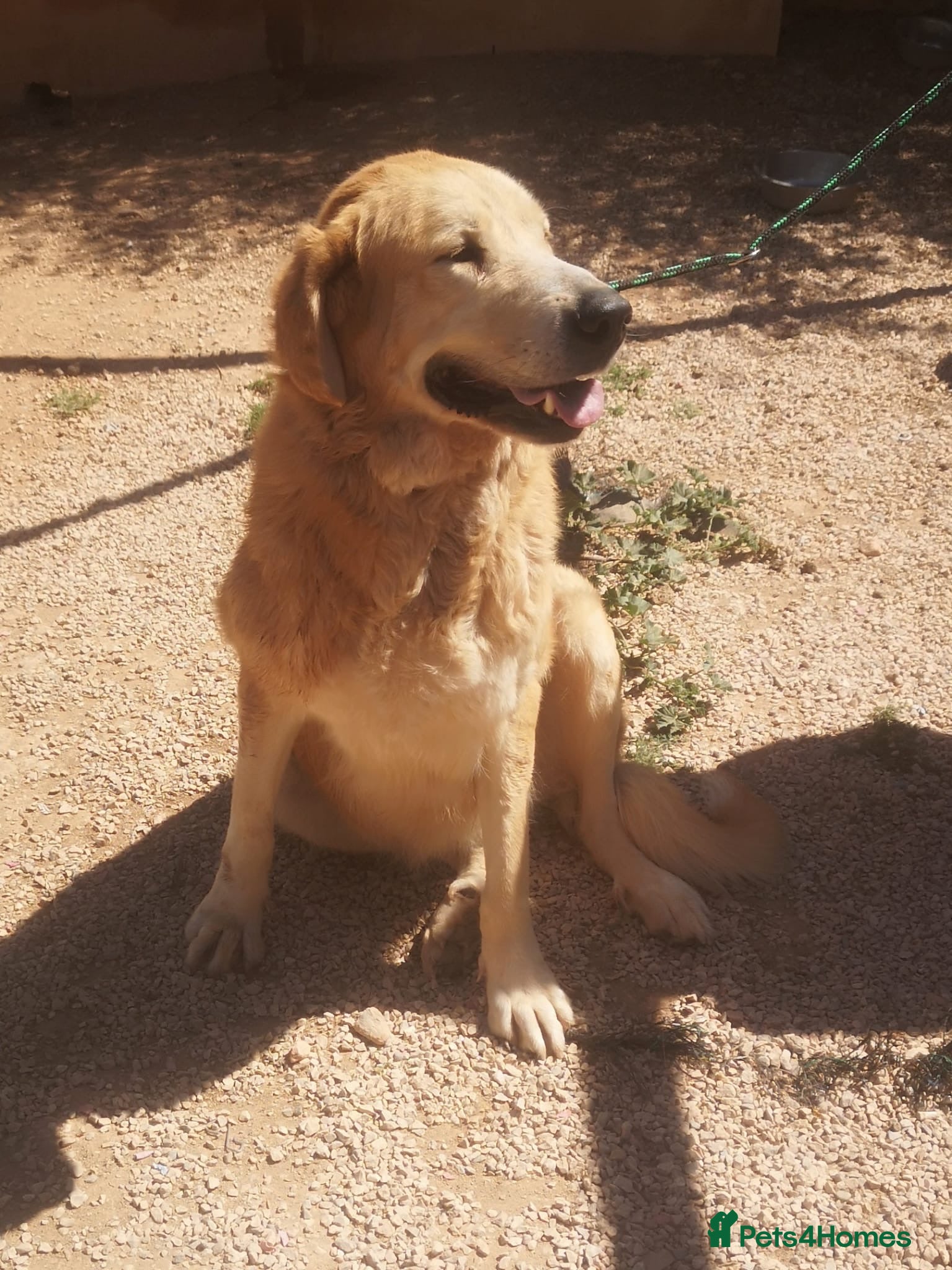 Mixed Breed dogs 🚨URGENT🚨 MARY🩷🐾 - Advert 6