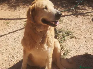 Mixed Breed dogs 🚨URGENT🚨 MARY🩷🐾 - Advert 4