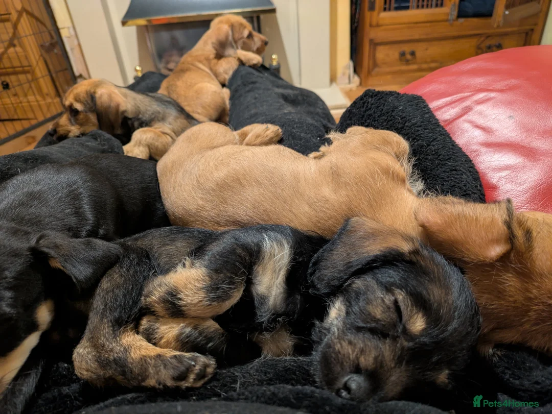 Dachshund dogs for sale: Wire Haired dachunds - Advert 5