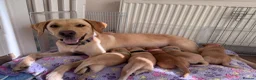 Labrador Retriever dogs for sale: Labrador puppies for sale. 1 golden boy left now. - Advert 10
