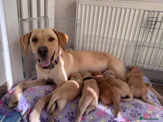 Labrador Retriever dogs Labrador puppies for sale. 5 black & 5 golden. - Advert 6