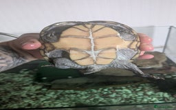 Turtle reptiles for sale: Musk Turtle and setup  - Image 6
