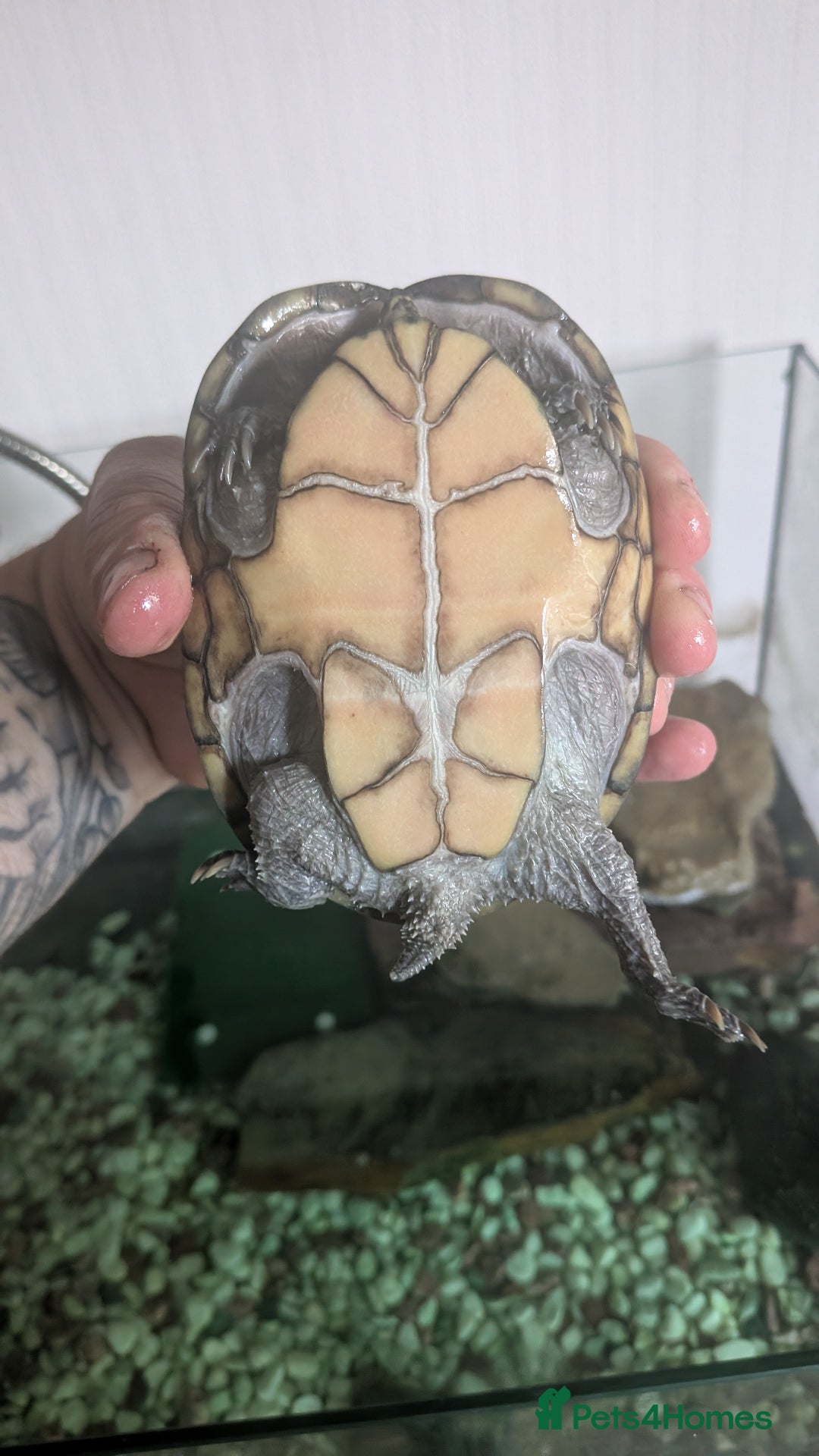 Turtle reptiles for sale: Musk Turtle and setup  - Image 6