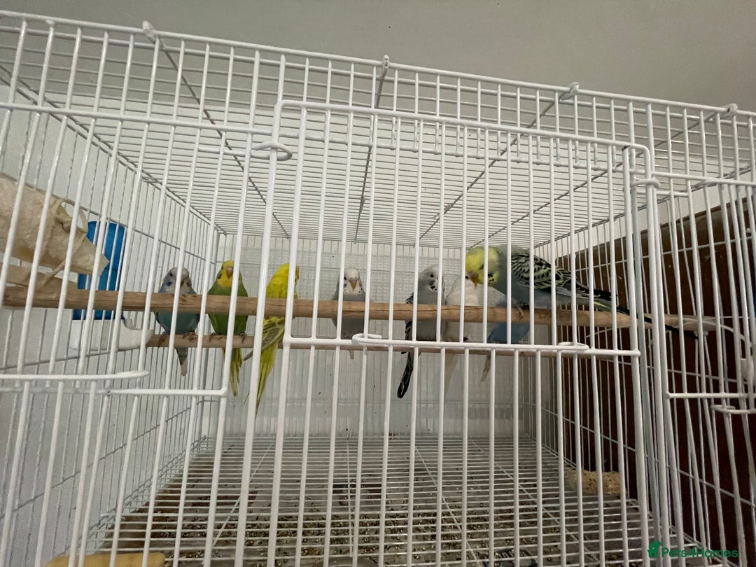 Budgerigars birds for sale: Budgies  - Advert 3