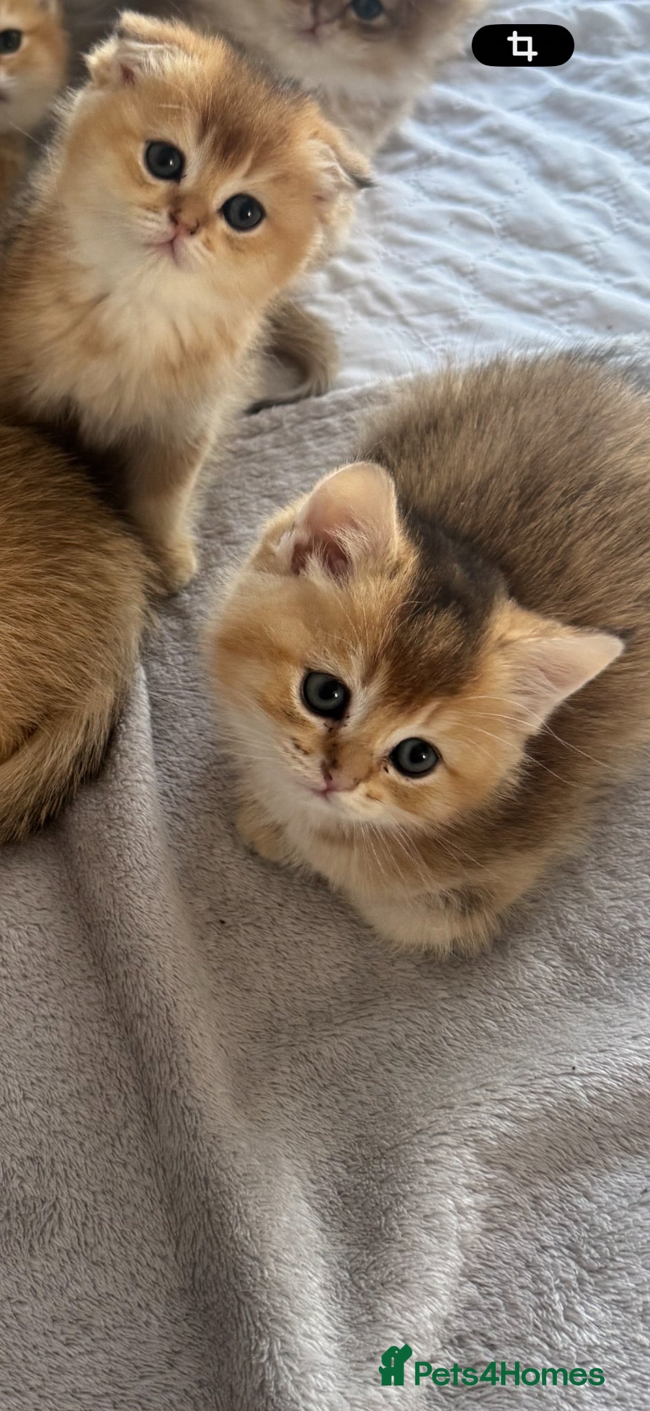 Scottish Fold Kitten 2