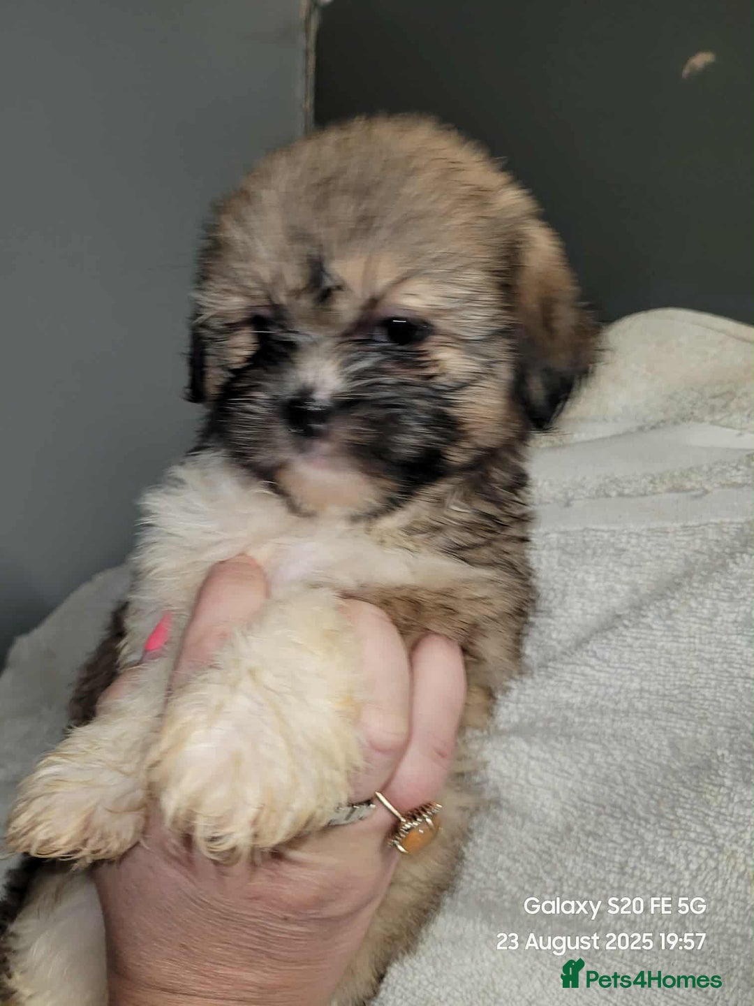 Lhasa Apso dogs for sale: Beautiful lhasa apso  - Image 11