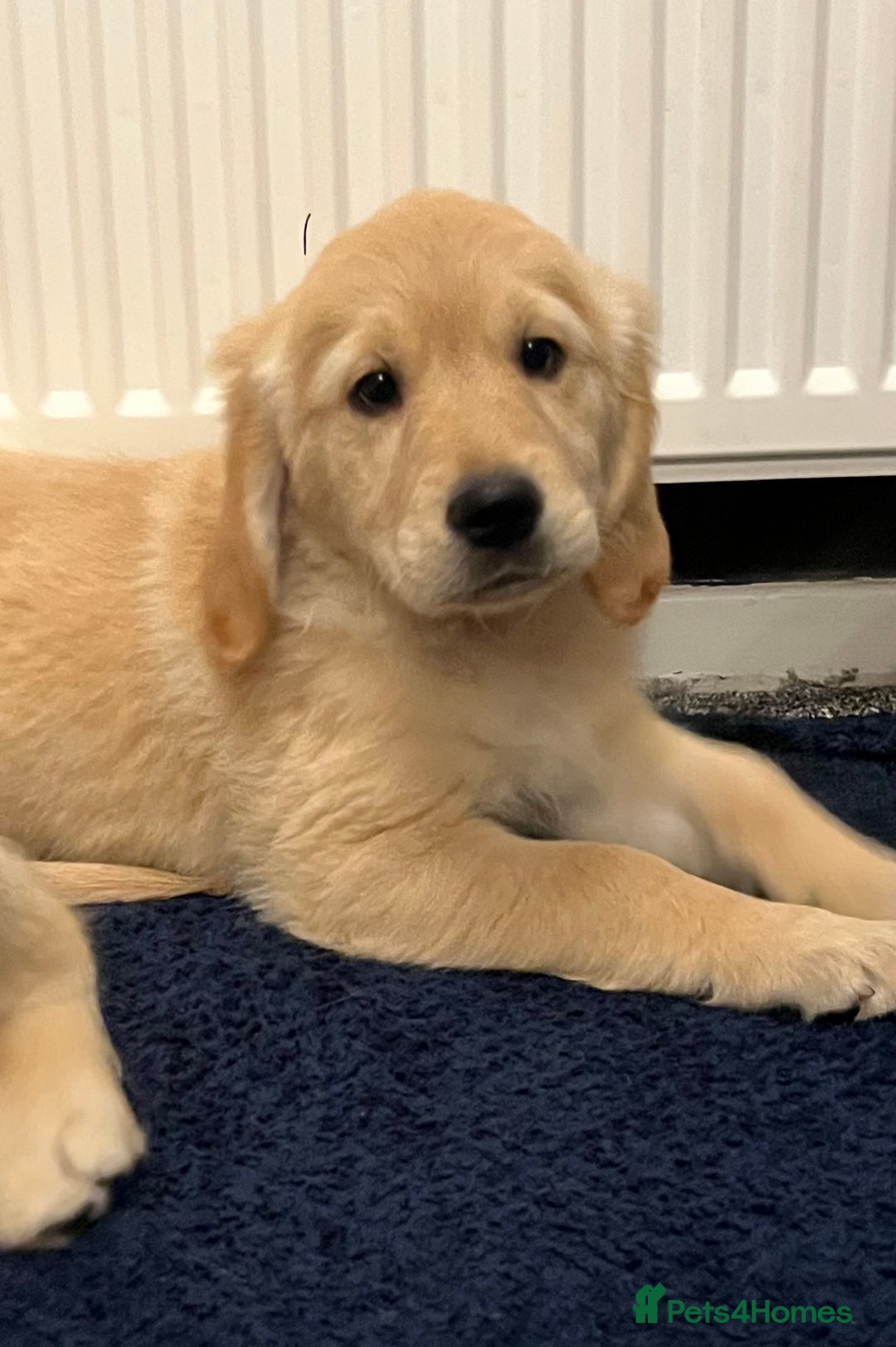 Golden Retriever dogs for sale: Golden retriever puppies - Advert 8