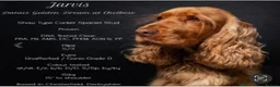 Cocker Spaniel dogs for sale: KC RegShow Type Cocker Spaniel Pups Health Tested - Advert 9