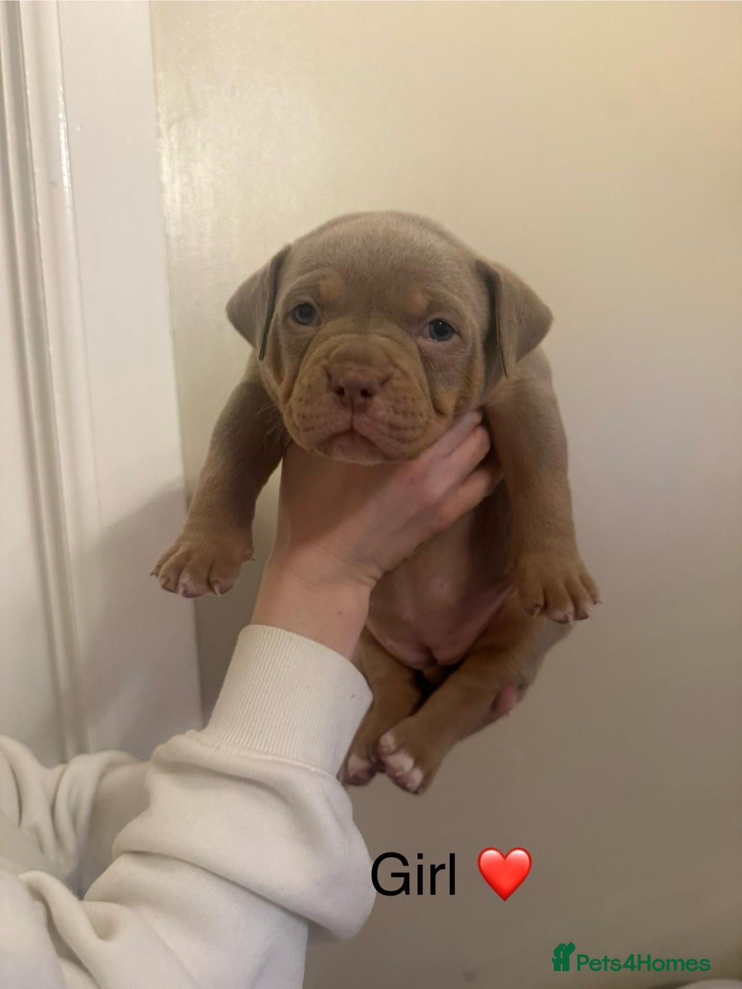 American Bully dogs for sale: Pocket bully pups - Advert 31