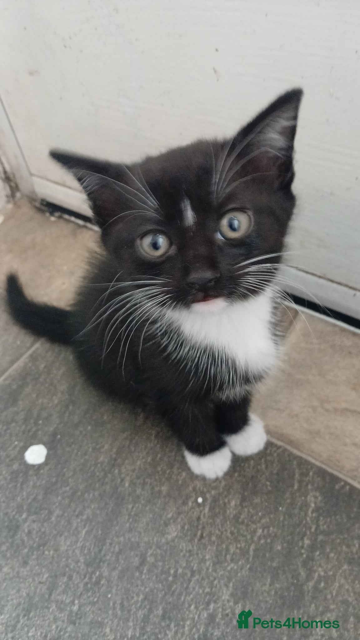 Domestic Shorthair cats 9 week old kittens looking for a new home  - Advert 3