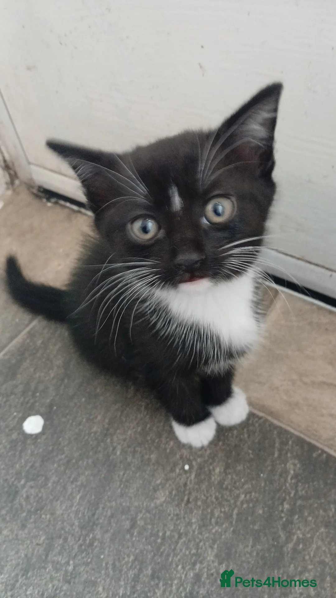 Domestic Shorthair cats for sale: 9 week old kittens looking for a new home  in Dudley - Advert 1