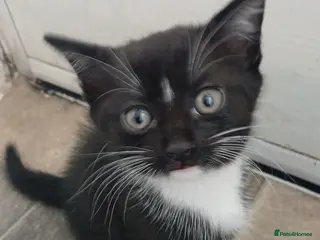 Domestic Shorthair cats 9 week old kittens looking for a new home - Advert 3