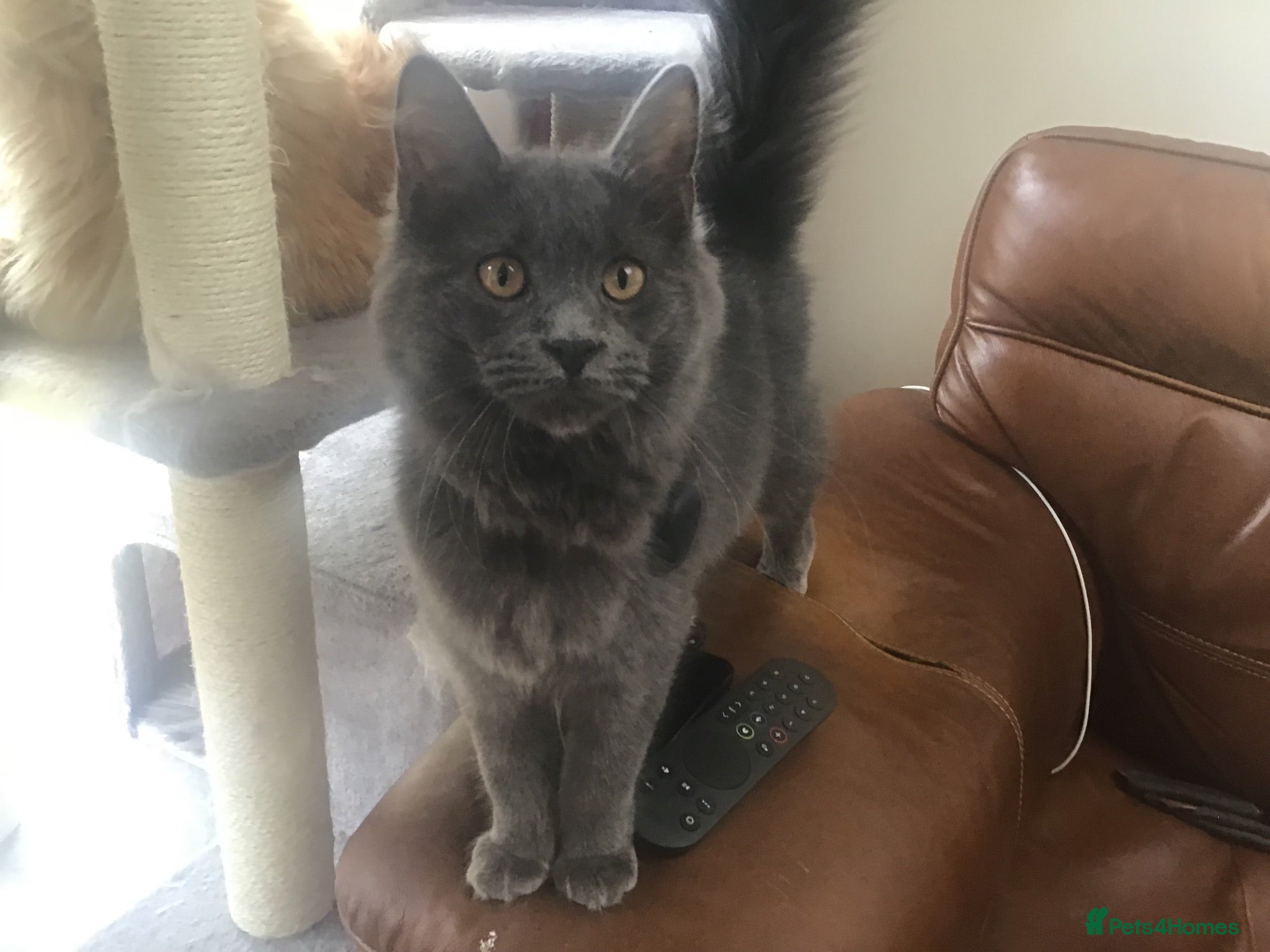 Maine Coon cats Bonnie looking for new home 🥰 - Advert 1