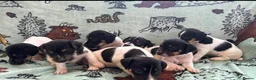 Jack Russell dogs for sale: Jack Russel puppies  - Advert 1