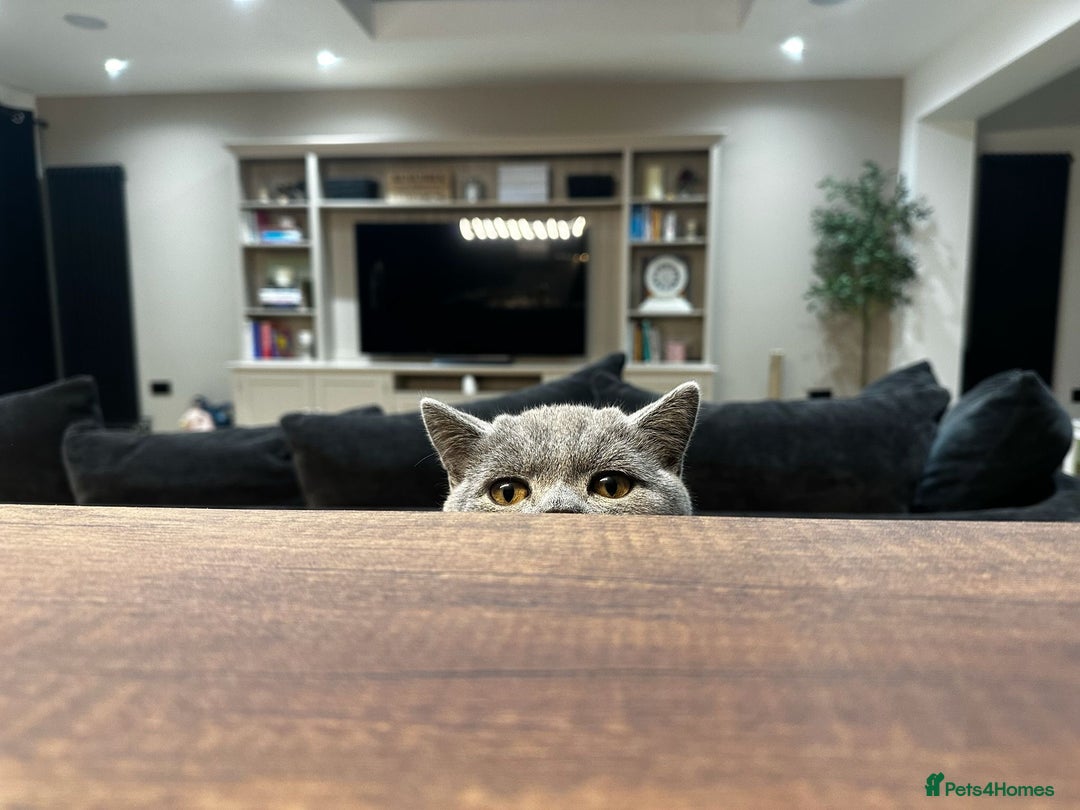 British Shorthair cats for sale: Male British short hair  - Advert 5