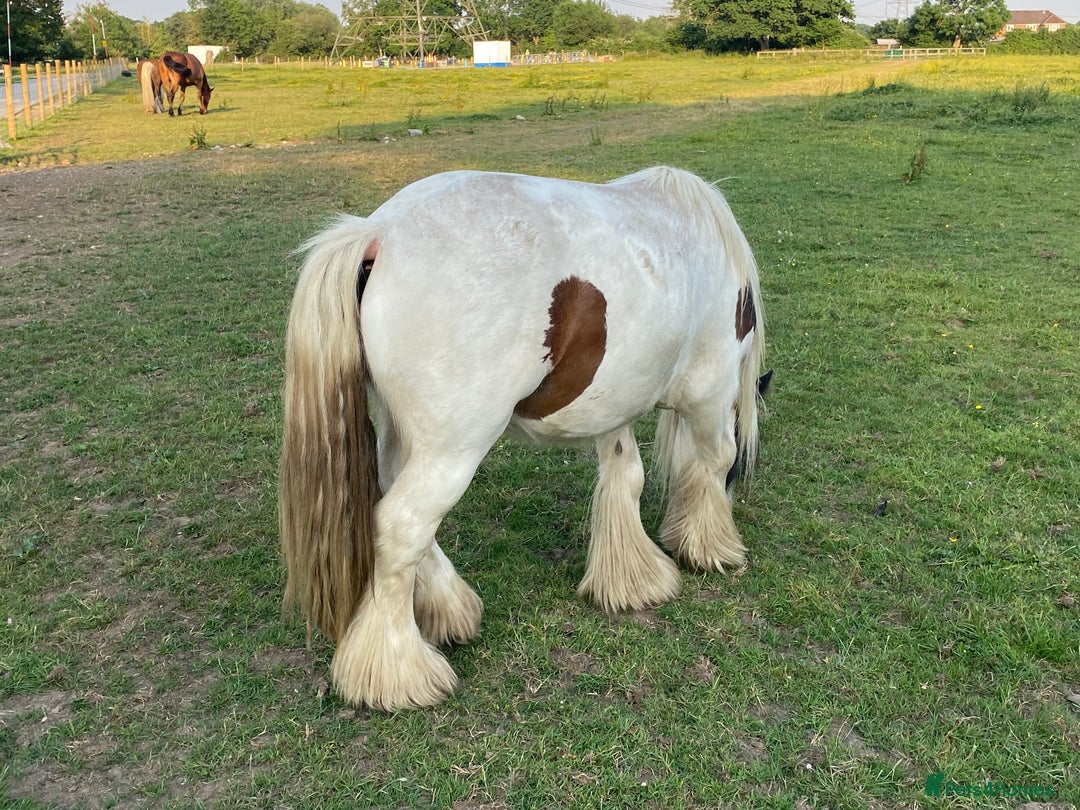 Other Breed horses for sale: Mini Cob - Image 2