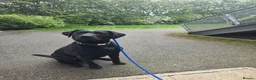 Labrador Retriever dogs for sale: Strong healthy Labrador puppies in Gateshead - Advert 3