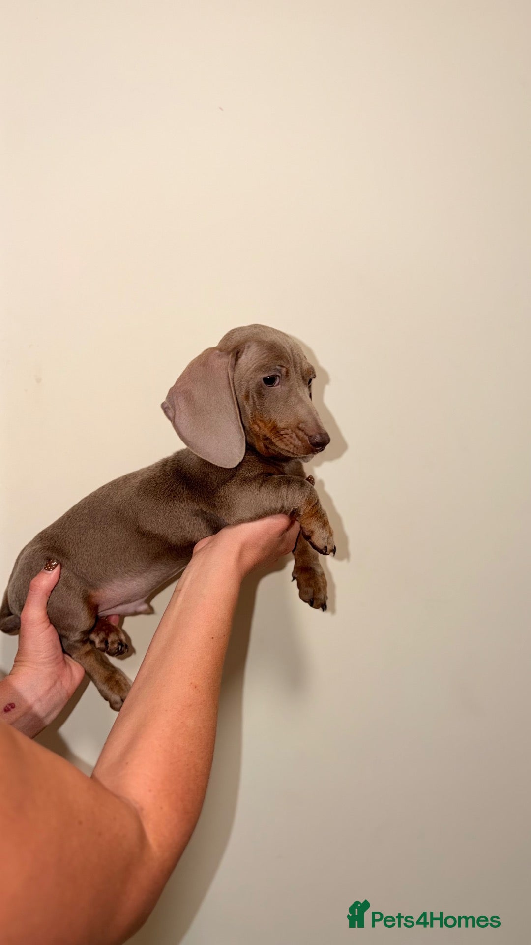 Dachshund dogs Miniature Dachshund Puppies - Advert 1