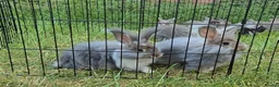 Angora rabbits for sale: ❤️Stunning full- face English Angora Babies❤️ - Advert 1