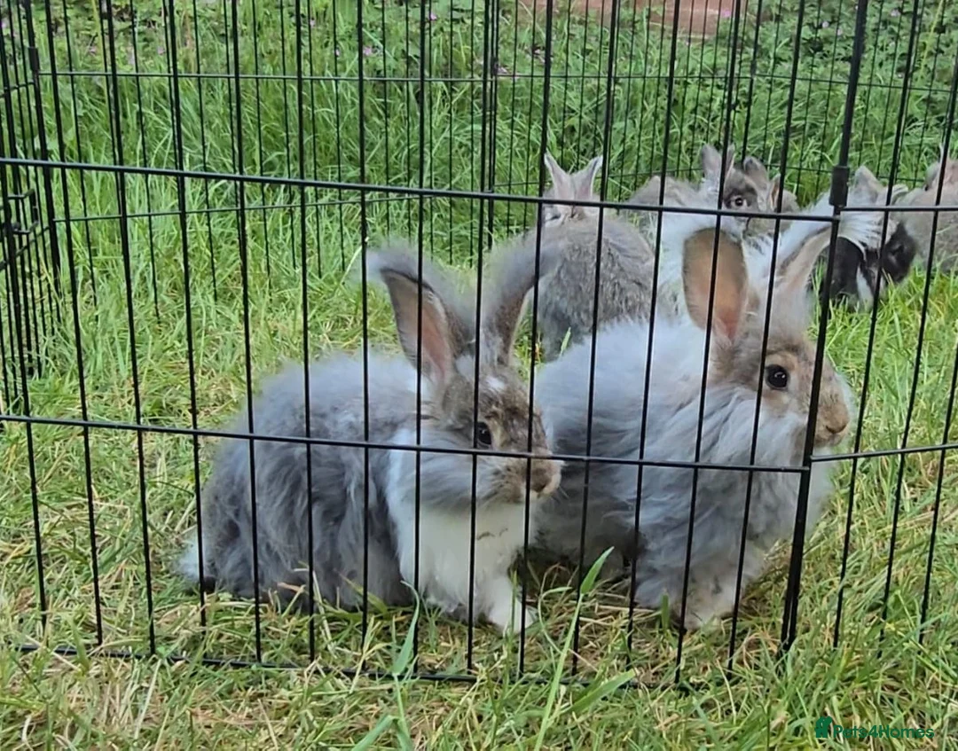 Angora rabbits for sale: ❤️Stunning full- face English Angora Babies❤️ - Advert 1