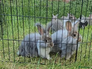 Angora rabbits ❤️Stunning full- face English Angora Babies❤️ - Advert 4
