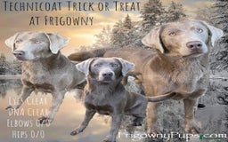 Labrador Retriever dogs for sale: *Ready Now* Quality Black Labradors  - Image 3