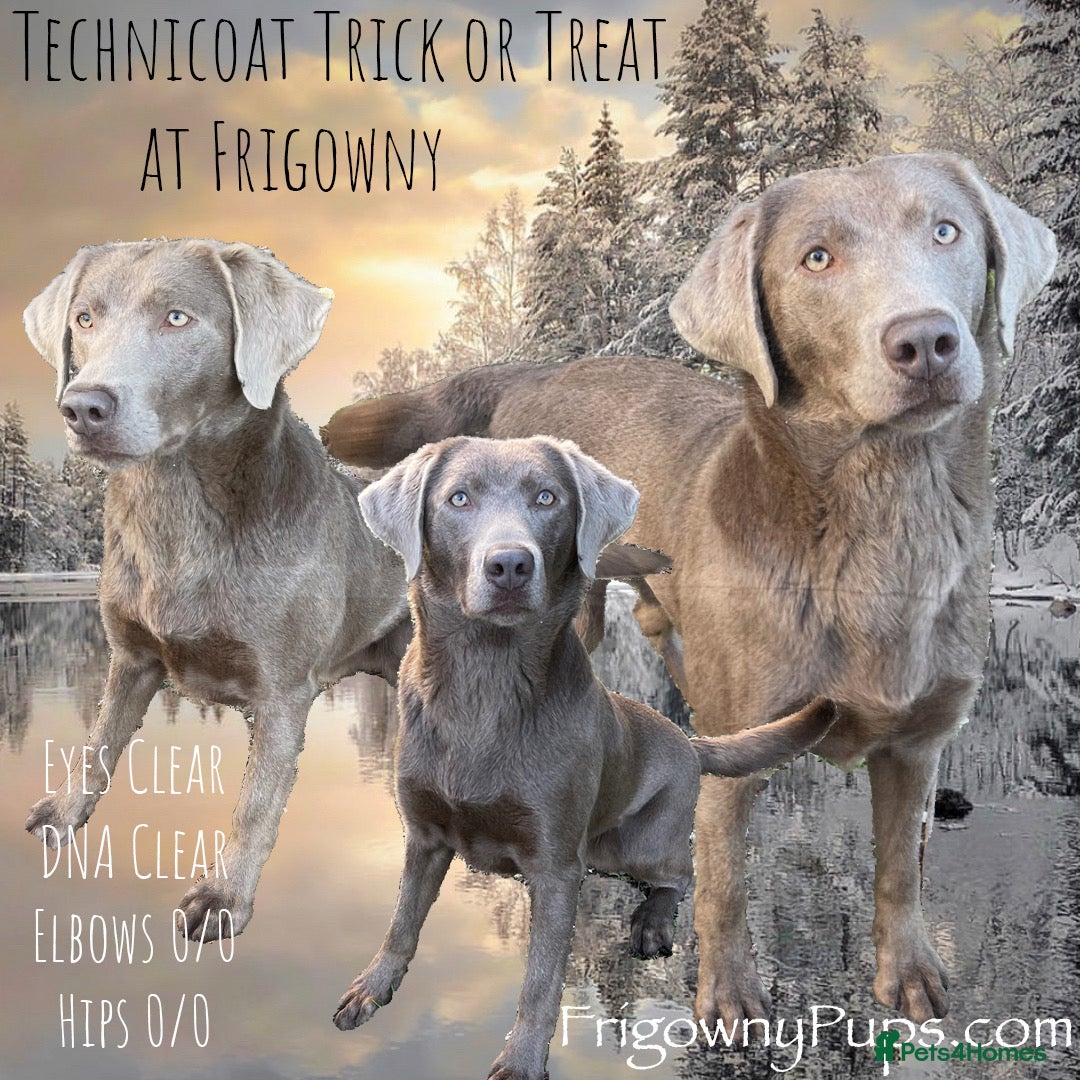 Labrador Retriever dogs for sale: *Ready Now* Quality Black Labradors  - Image 3