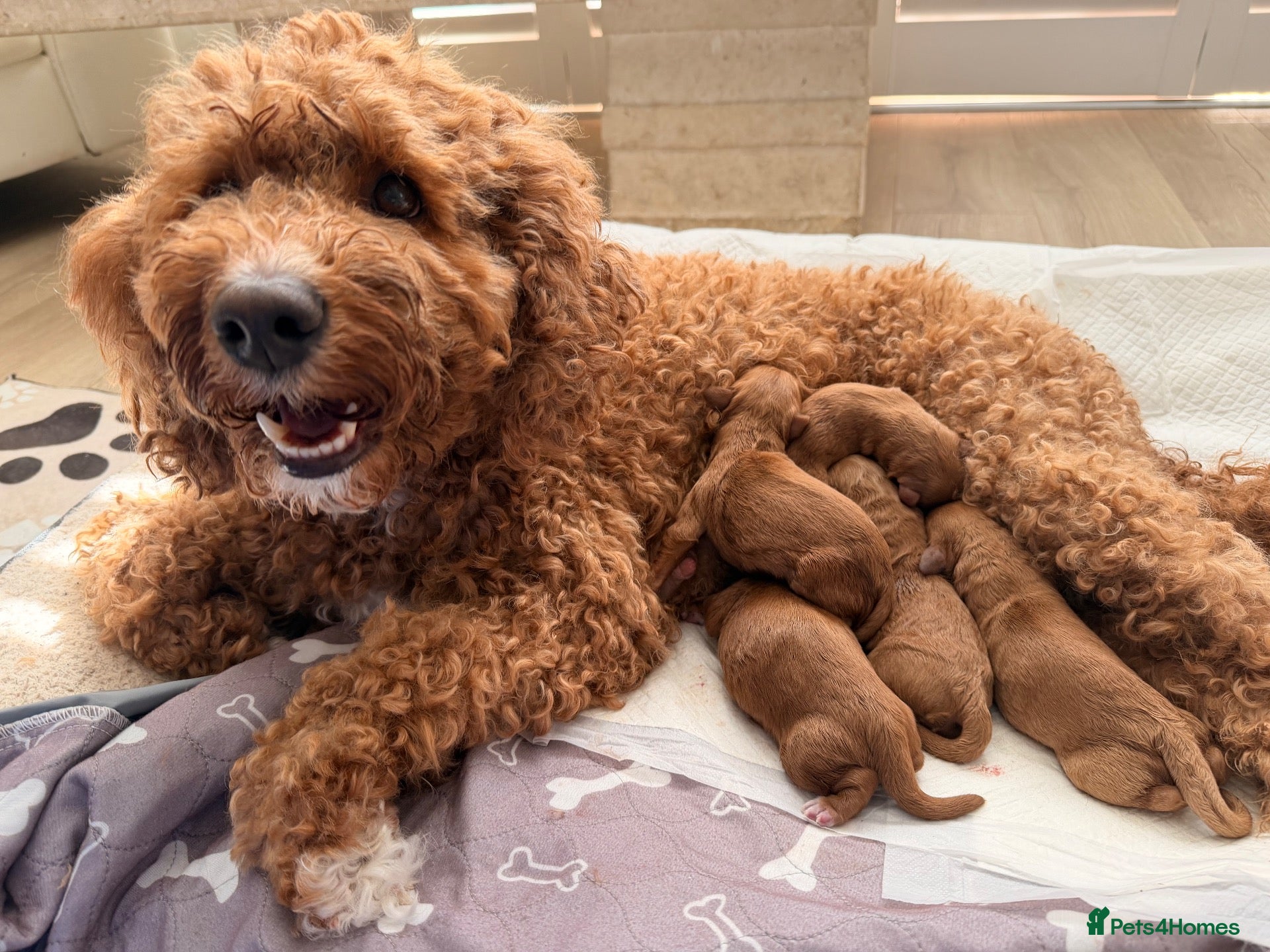 Australian Labradoodle dogs Multigenerational Australian Labradoodle Puppies - Advert 16