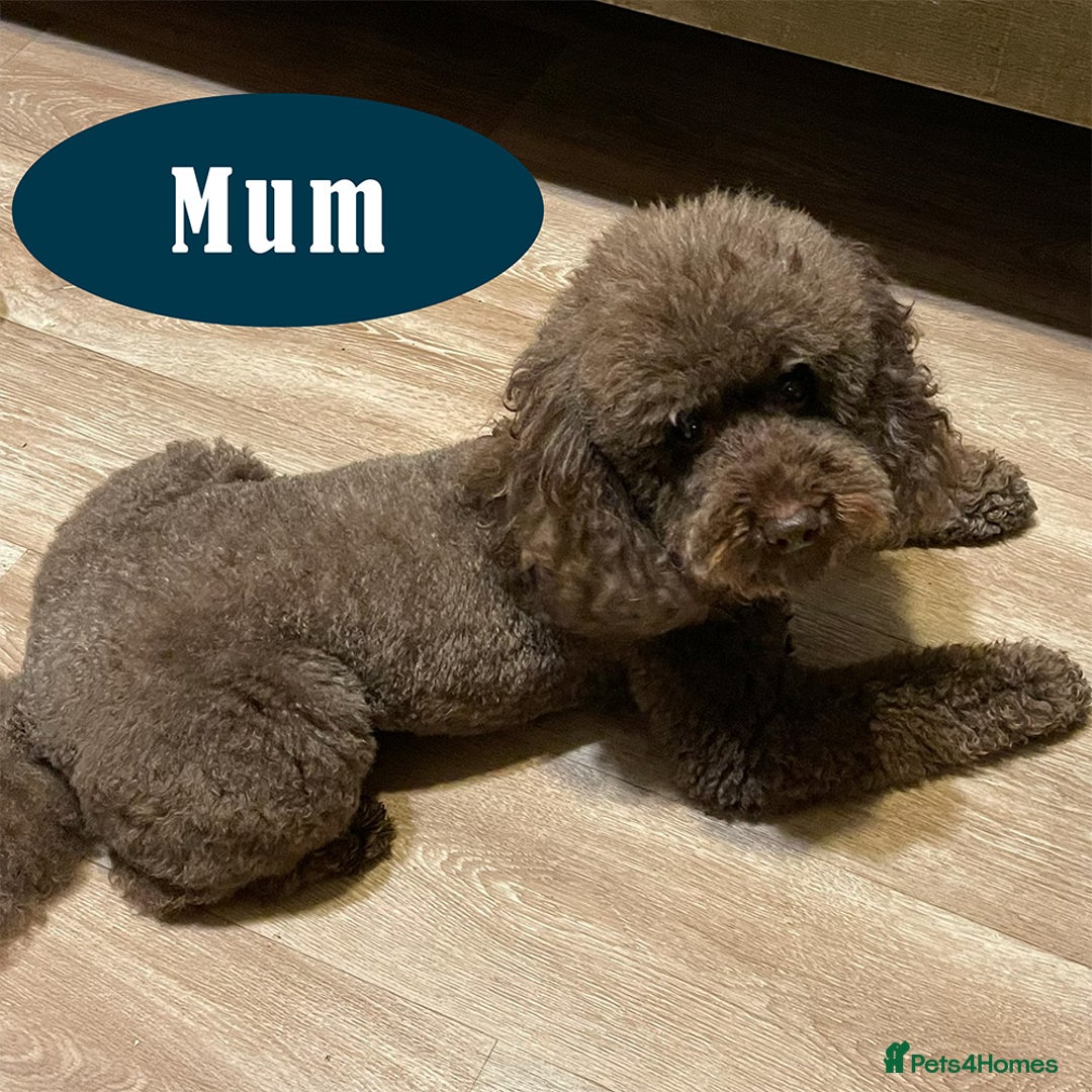 Miniature Poodle dogs for sale: Brown Poodle Puppies Ready Now. Chipped & Checked - Advert 4