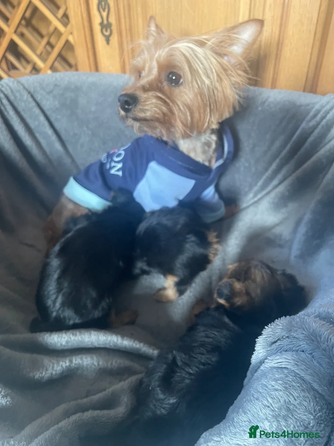 Yorkshire Terrier dogs for sale: Tiny Yorkie Puppies – 2 Girls & 1 Boy Ready Soon  - Advert 2