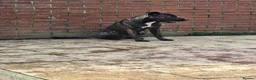 Mixed Breed dogs for stud: For stud only  - Advert 2