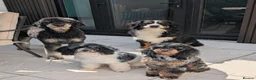 Bernedoodle dogs for sale: True Miniature sized Bernedoodles  - Advert 19