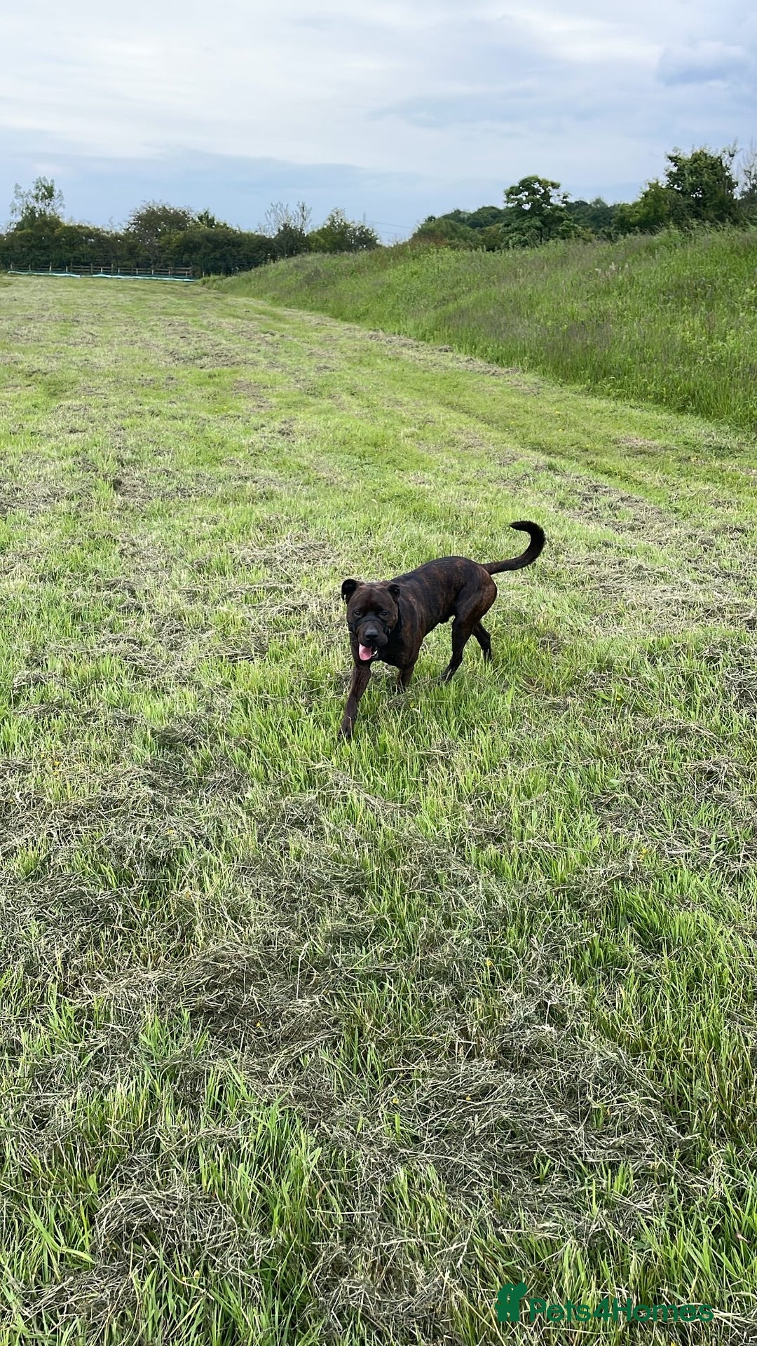 Mixed Breed dogs for sale: 4 year old male staffy mastiff cross - Advert 8