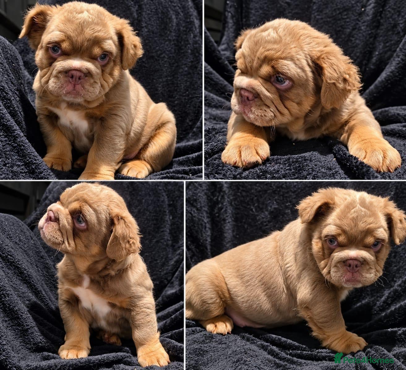English Bulldog dogs Rare Fluffy English Bulldog Pups - Advert 4