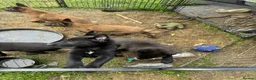 Belgian Shepherd Dog dogs for sale: Belgium malinois puppy’s for sale  in Crook - Advert 8