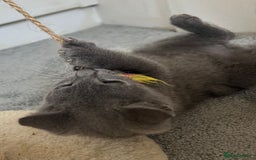 Russian Blue cats for sale: Russian Blue Kitten - Image 13