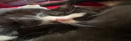 Mixed Breed cats for sale: Mixed breed kittens  - Advert 11