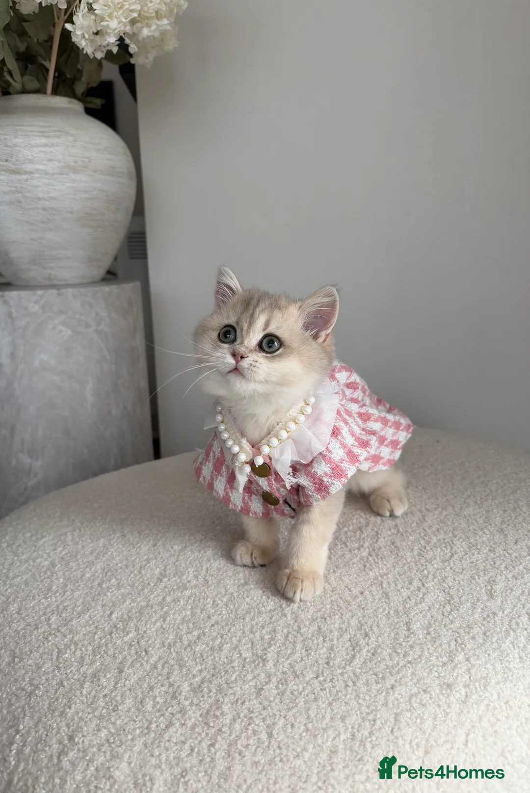 British Shorthair cats for sale: Blue Golden British Shorthair kitty - Advert 22