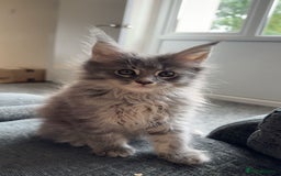 Maine Coon cats for sale: maine coon kittens  - Image 1