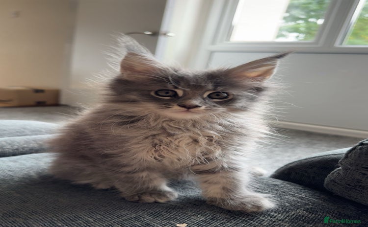 Maine Coon cats - Advert 12